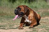 BOXER 178
